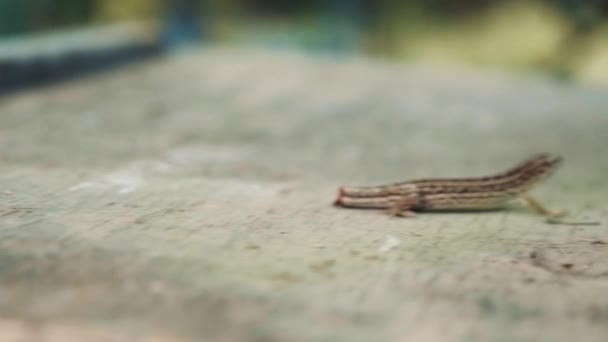 Lagarto sem cauda tentando se esconder do homem — Vídeo de Stock