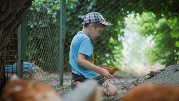 Egy 6 éves fiú játszik a farmházban a csirkék mellett.. — Stock videók