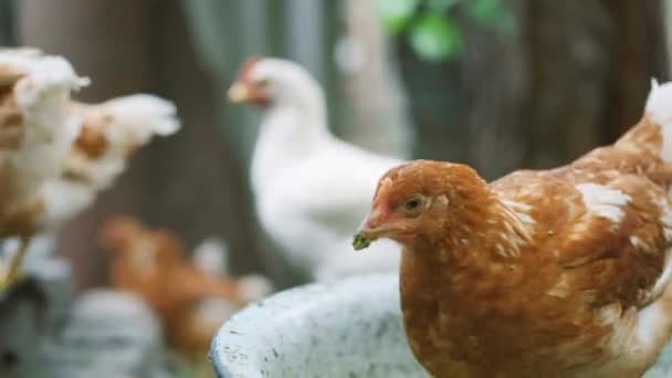 Hühner auf dem Bauernhof — Stockvideo