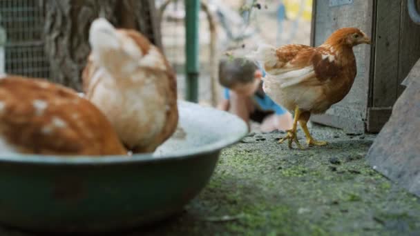 Pojke leker bland kycklingar — Stockvideo