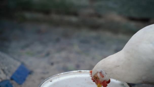 Cockerel bebe agua de un cuenco — Vídeos de Stock