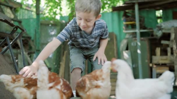 5 letý chlapec a kuřata — Stock video