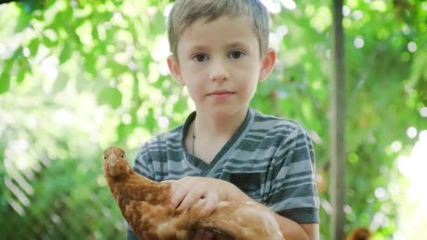 Retrato de un niño de 5 años sosteniendo un pollo en sus manos — Vídeos de Stock