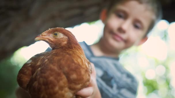 Pětiletý chlapec drží v náručí kuře.. — Stock video