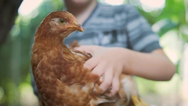 Gros plan d'un poulet entre les mains d'un enfant. — Video