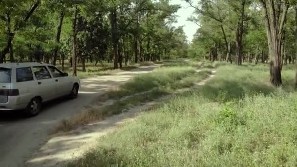 Автомобиль с легкогрузовым прицепом движется через хвойный лес — стоковое видео