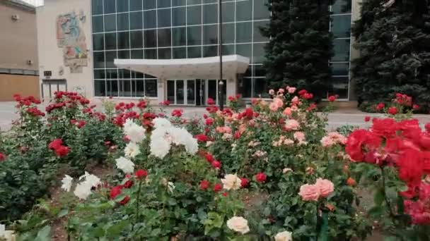 Rosenbüsche am Kulturpalast in der Stadt Melitopol, Ukraine. — Stockvideo