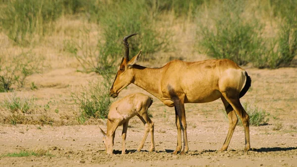 Gazela Antílope Com Seu Filho Busca Comida Savana Africana — Fotografia de Stock