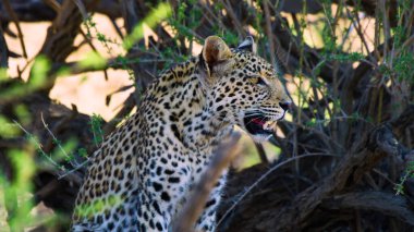 Leopar, Afrika çölünün sıcağında av aramak için yürüyor.