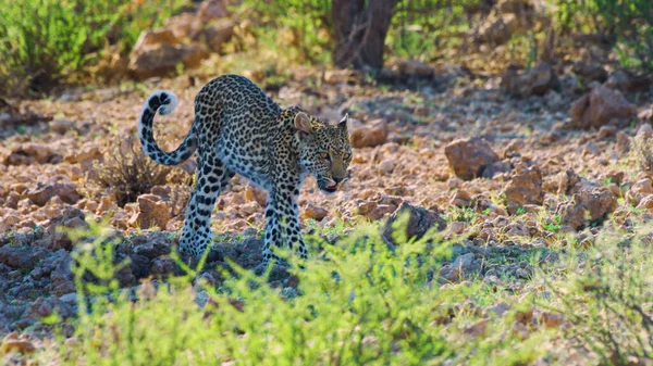 Λεοπάρδαλη Περπατά Στη Ζέστη Της Αφρικανικής Ερήμου Αναζήτηση Θηράματος — Φωτογραφία Αρχείου