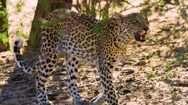 Luipaard Wandelt Hitte Van Afrikaanse Woestijn Zoek Naar Prooi — Stockfoto