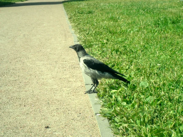 Big Crow Walks Grass Croaks — Stock Photo, Image