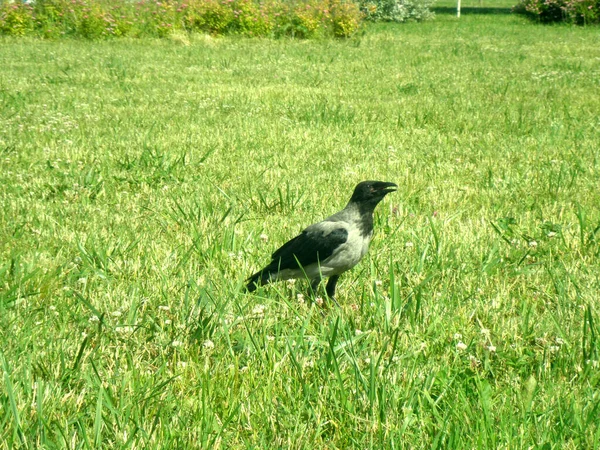 Eine Große Krähe Geht Auf Das Gras Und Krächzt — Stockfoto