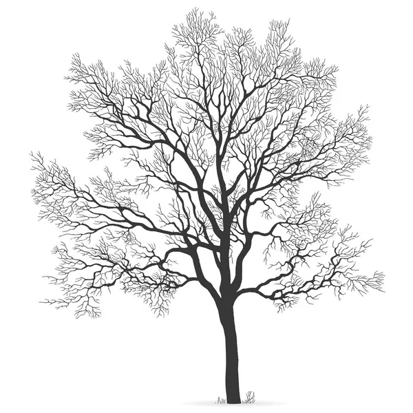 Vector Oak Leafless Tree Silhouette Hand Drawn Perfect Vector Graphics — Stock Vector