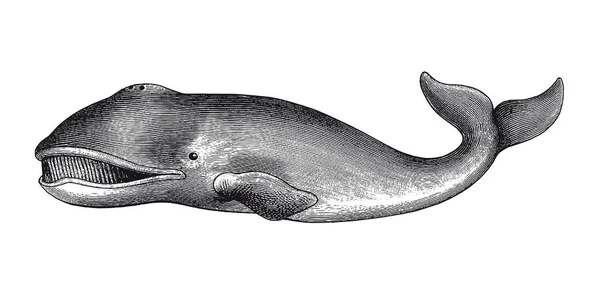 Ilustração Vetorial Completa Ilustração Uma Bela Gravura Baleias Vintage Groenlândia — Vetor de Stock