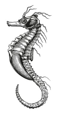 Vektör çizim çizimi yüksek ayrıntı Seahorse oyma tam