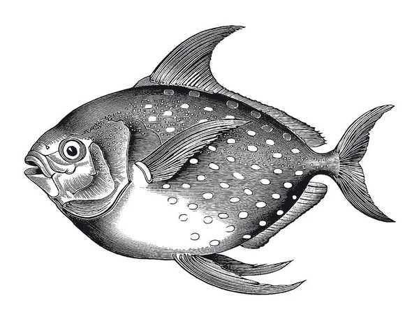 Full Vector Illustration Illustration High Detail Opah Fish Engraving — Stock Vector