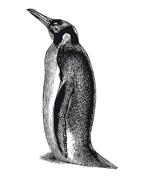 Pełna Ilustracji Wektorowych Ilustracji Wysoka Grawerowanie Pingwin Wszystko — Wektor stockowy