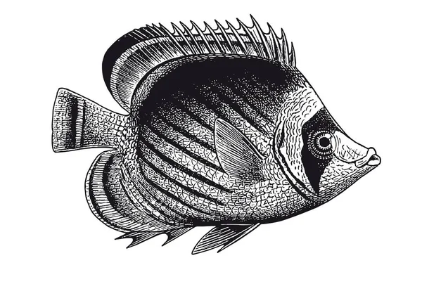 Ilustração Vetorial Completa Ilustração Uma Gravura Lumpfish Alto Detalhe — Vetor de Stock