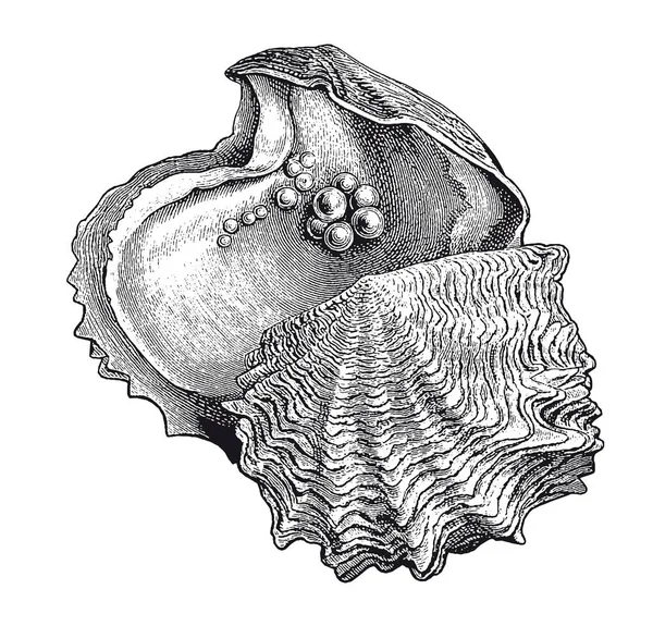 Volledige Vectorillustratie Illustratie Van Een Hoge Detail Oyster Pearl Gravure — Stockvector