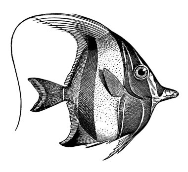 Vektör çizim çizimi bir yüksek ayrıntı Mağribi Idol balık oyma tam