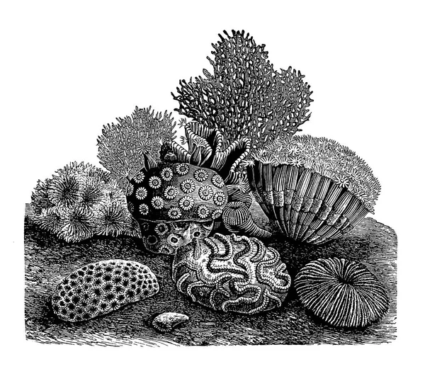 Πλήρη Εικονογράφηση Φορέας Ενός Vintage Ιδιαίτερα Λεπτομερείς Πετρώδεις Κοράλλια Χαρακτική — Διανυσματικό Αρχείο