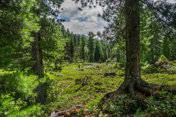 Bela Vista Sobre Cordilheira Árvores Perenes Campo Grama Verde Com — Fotografia de Stock