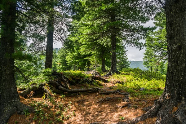 Hermosa Vista Cordillera Árboles Siempreverdes Campo Hierba Verde Con Camino — Foto de Stock