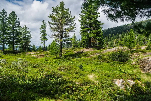 Schöne Aussicht Auf Bergkette Immergrüne Bäume Und Grüne Rasenfläche Mit — Stockfoto