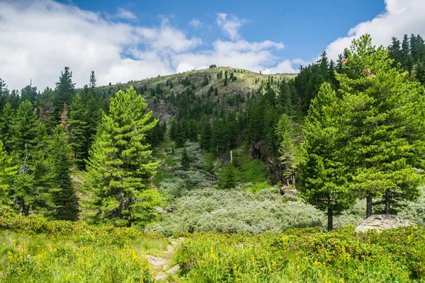 Hermosa Vista Cordillera Árboles Siempreverdes Campo Hierba Verde Con Camino — Foto de Stock