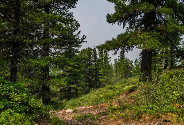 Rusya 'nın Sibirya kentindeki ulusal parkın yaz günü boyunca dağ sırasının en güzel manzarası, yemyeşil ağaçlar ve yeşil çimen tarlaları.