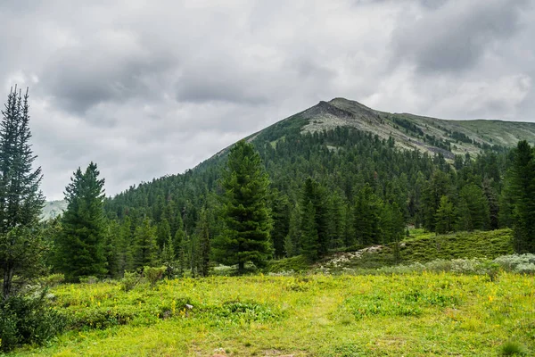 Krásný Výhled Pohoří Věčně Zelené Stromy Zelené Travnaté Pole Cestičkou — Stock fotografie