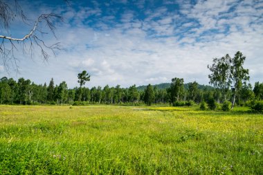 Vahşi Tayga 'da yaz günü, huş ağaçları, Sibirya, Rusya yakınlarındaki taze yeşil çimenlerle çayırların güzel manzarası.