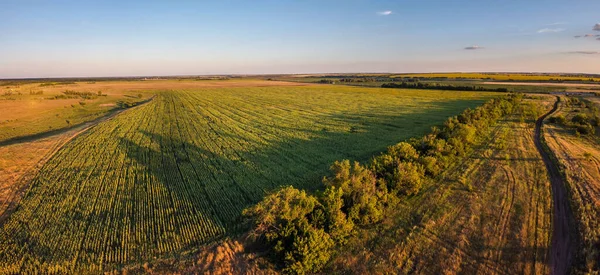 Panoramic Aerial View Field Green Grass Empty Gravel Road Summer — Stock Photo, Image