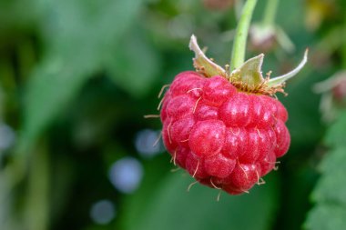 Meyve bahçesindeki bir çalılıkta olgun ahududu, yakın plan, seçici odak