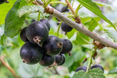 Bir sürü taze, lezzetli, siyah frenk üzümü ve yeşil yapraklar ev bahçesinde bir çalılıkta, yakın plan, seçici bir odak