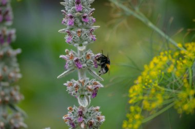 Yaban arısı, yaz otlaklarında yetişen mor çiçeklerden nektar topluyor. Hareket nedeniyle hafif bulanık kanatları olan uçan böcek.