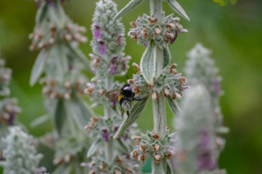 Yaban arısı, yaz otlaklarında yetişen mor çiçeklerden nektar topluyor. Hareket nedeniyle hafif bulanık kanatları olan uçan böcek.