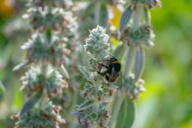 Yaban arısı, yaz otlaklarında yetişen mor çiçeklerden nektar topluyor. Hareket nedeniyle hafif bulanık kanatları olan uçan böcek.