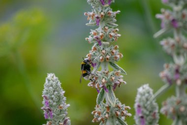 Yaban arısı, yaz otlaklarında yetişen mor çiçeklerden nektar topluyor. Hareket nedeniyle hafif bulanık kanatları olan uçan böcek.