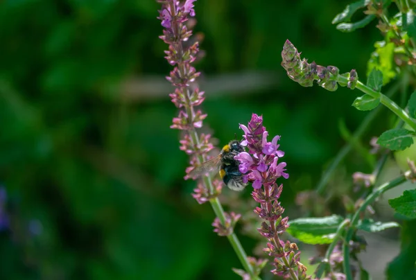 Bumblebee Coletando Néctar Flores Violetas Crescendo Prado Verão Inseto Voo — Fotografia de Stock