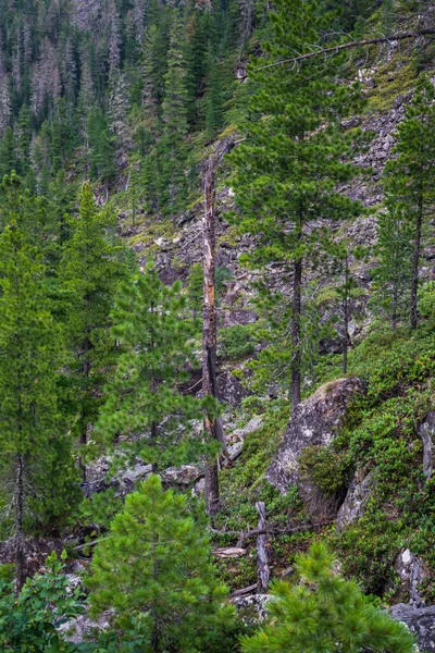 Beautiful View Edge Cliff Coniferous Forest Growing Rocks Stones Sayan — Stock Photo, Image