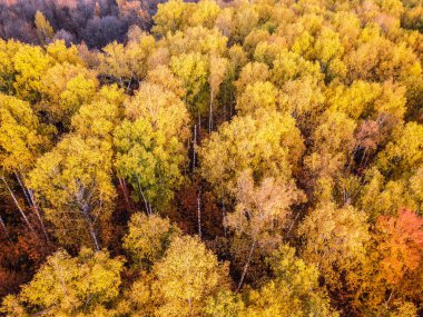 Günbatımında huş ağaçları olan sarı sonbahar ormanı üzerindeki gökyüzü manzarası Samara, Rusya