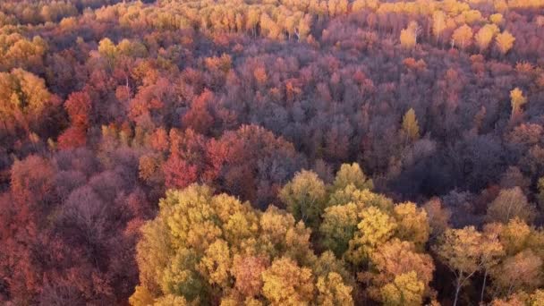 Vista Aérea Paisagem Sobre Floresta Amarela Outono Com Bétulas Durante — Vídeo de Stock