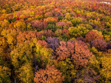 Sonbahar akşamları kırmızı, sarı, turuncu ve yeşil yapraklı renkli yaprak döken bir ormanın gökyüzü manzarası, samara, Rusya