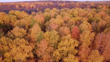 Günbatımında huş ağaçları olan sarı sonbahar ormanı üzerindeki hava manzarası Samara, Rusya