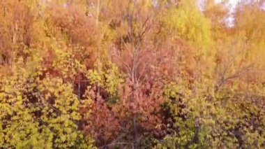 Günbatımında huş ağaçları olan sarı sonbahar ormanı üzerindeki hava manzarası Samara, Rusya
