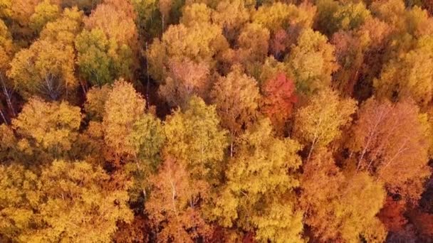 Vista Aérea Cima Para Baixo Paisagem Sobre Floresta Amarela Outono — Vídeo de Stock