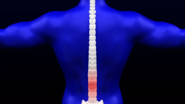 Dolor Lumbar Rojo Parpadeando Columna Vertebral Loopable Luma Mate Renderizado — Vídeo de stock