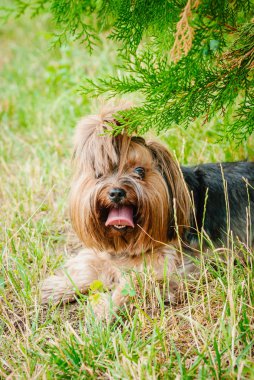 Güzel Yorkshire Terrier köpeği yeşil çimlerin üzerinde